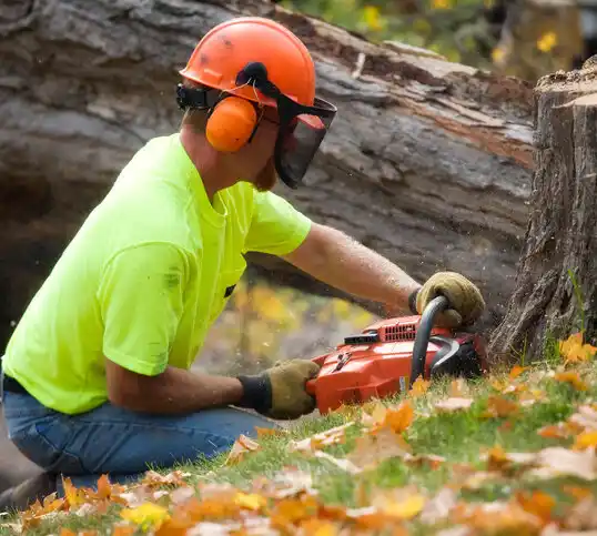 tree services Woburn